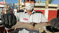 حمله 10 خفاش به خانه مرد اهوازی / همه وحشت کردند + عکس