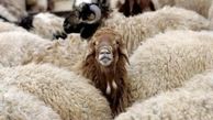 دستگیری سارقان 250 راس گوسفند در قوچان