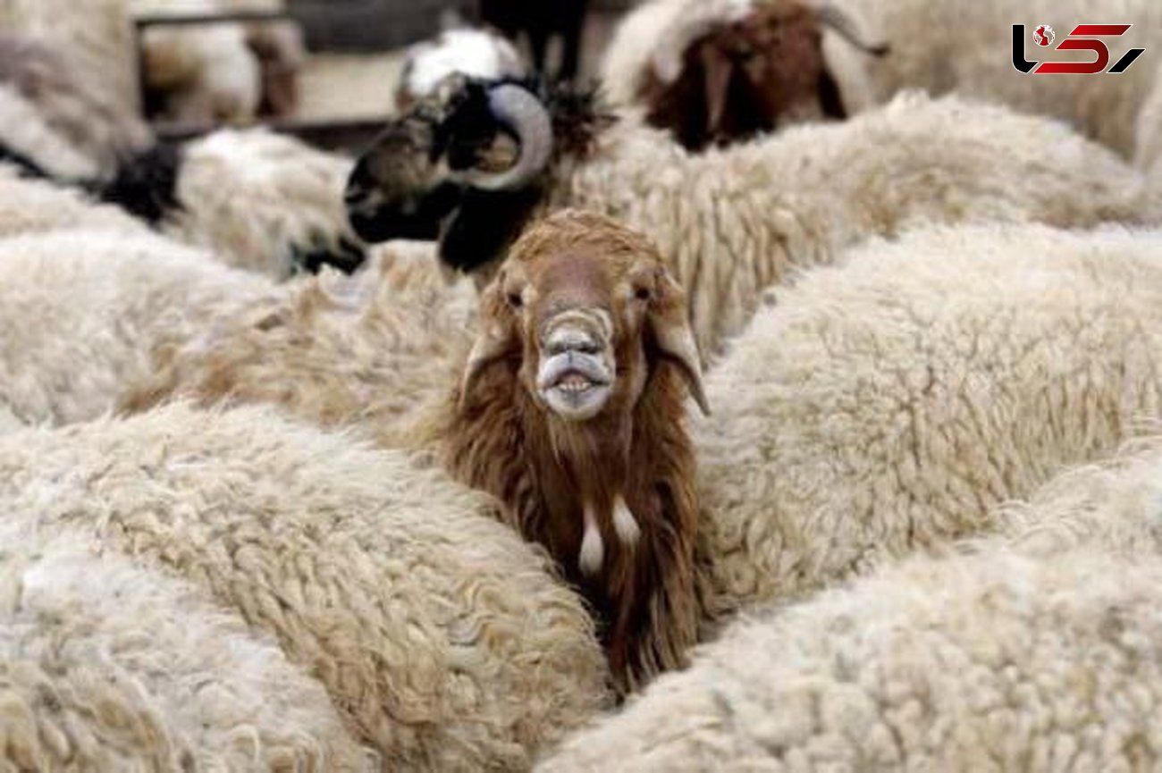 دستگیری سارقان 250 راس گوسفند در قوچان
