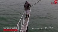 غافلگیری شکارچیان دریا از حمله کوسه سفید + فیلم