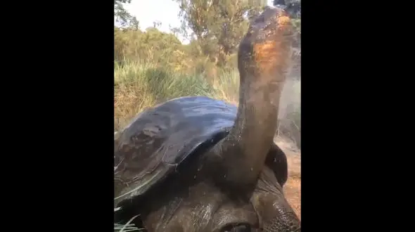 حمام کردن لاک پشت غول پیکر را ببینید / فیلم