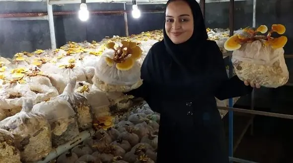 مصاحبه با کارآفرین نمونه تولید کننده قارچ گانودرما