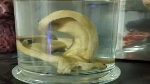 بریدن گوش های پسر جوان برای شباهت به جمجمه + فیلم 16+