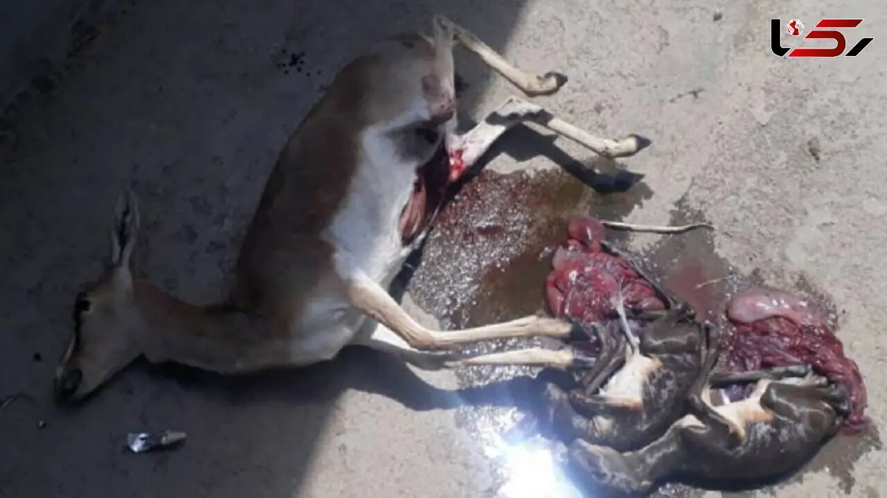 عکس دردناک / تصادف مرگبار آهوی مادر با 2 جنین در شکم /مشهد
