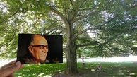 درختی به نام عباس کیارستمی در اروپا +عکس 