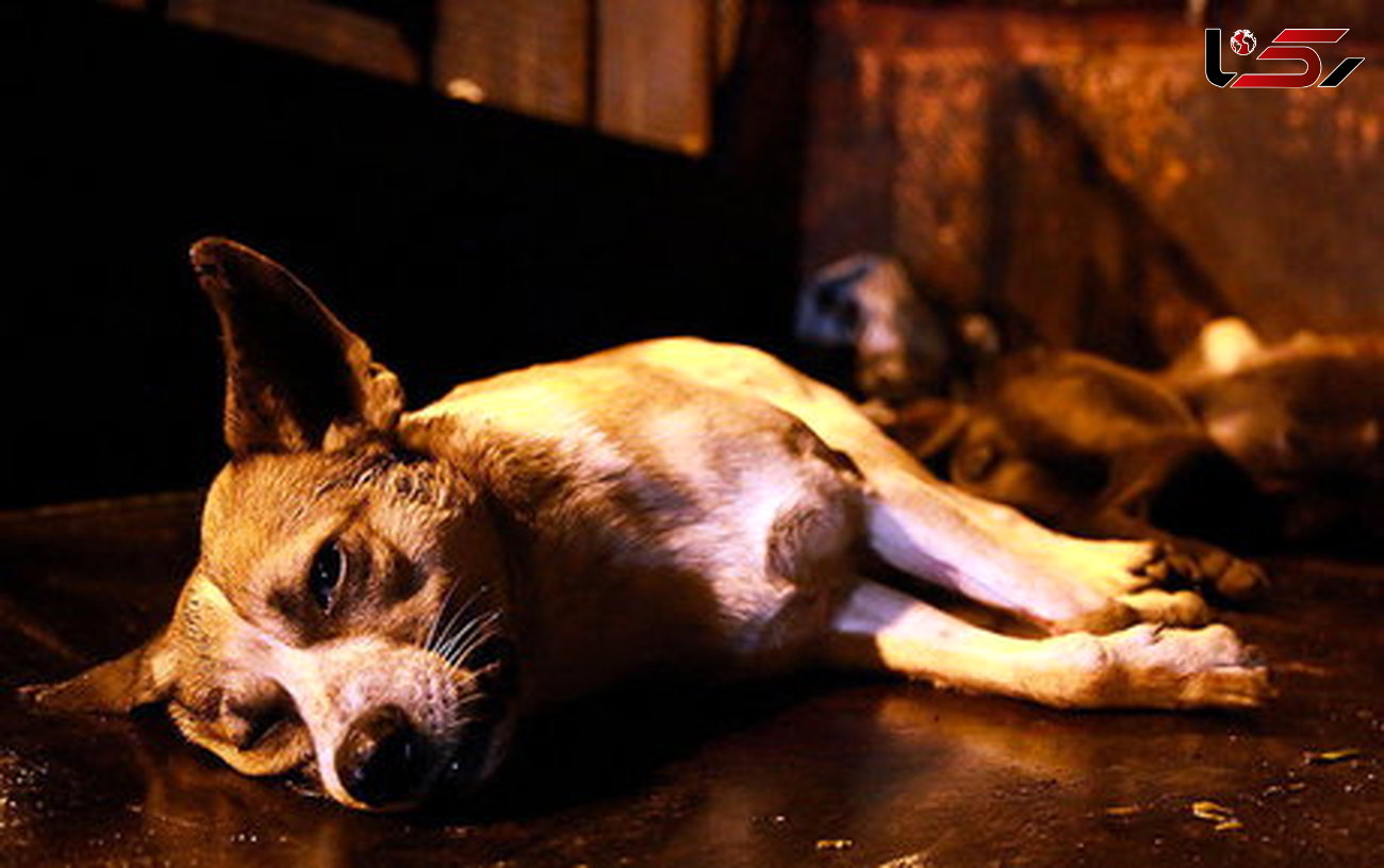 سگ‌کشی در همدان ممنوع شد! + جزییات