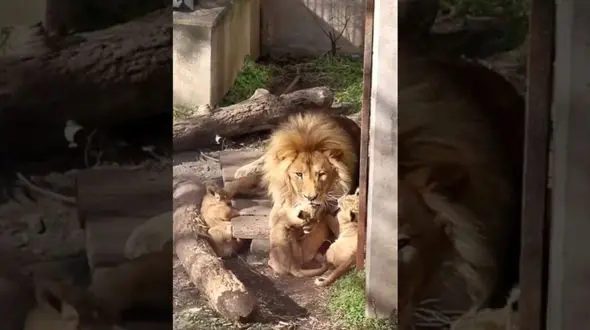 فیلم/ بازی تماشایی و احساسی توله شیرها با پدرشان 