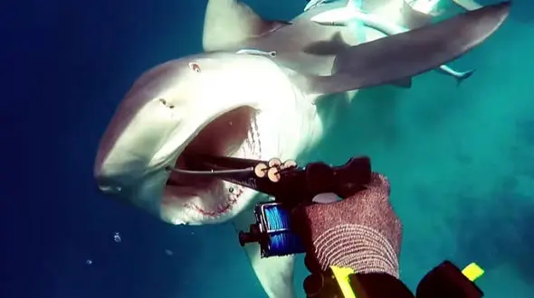 دفع حمله کوسه با تفنگ نیزه‌ای + فیلم