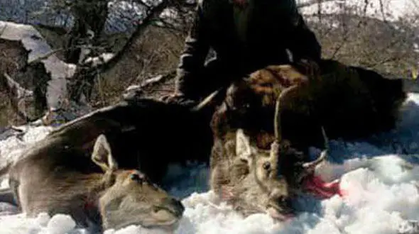 عکس های دردناک از شکار مارال و جنین داخل شکمش / پدرو پسر دستگیر شدند / 16+