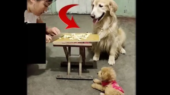 فیلم زیبا ترین و دلچسب ترین دزدی را ببینید !