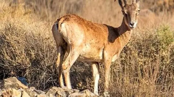 فرار ناکام شکارچیان بی‌رحم میش وحشی در اردستان!/جریمه مالی شکار چقدر است؟