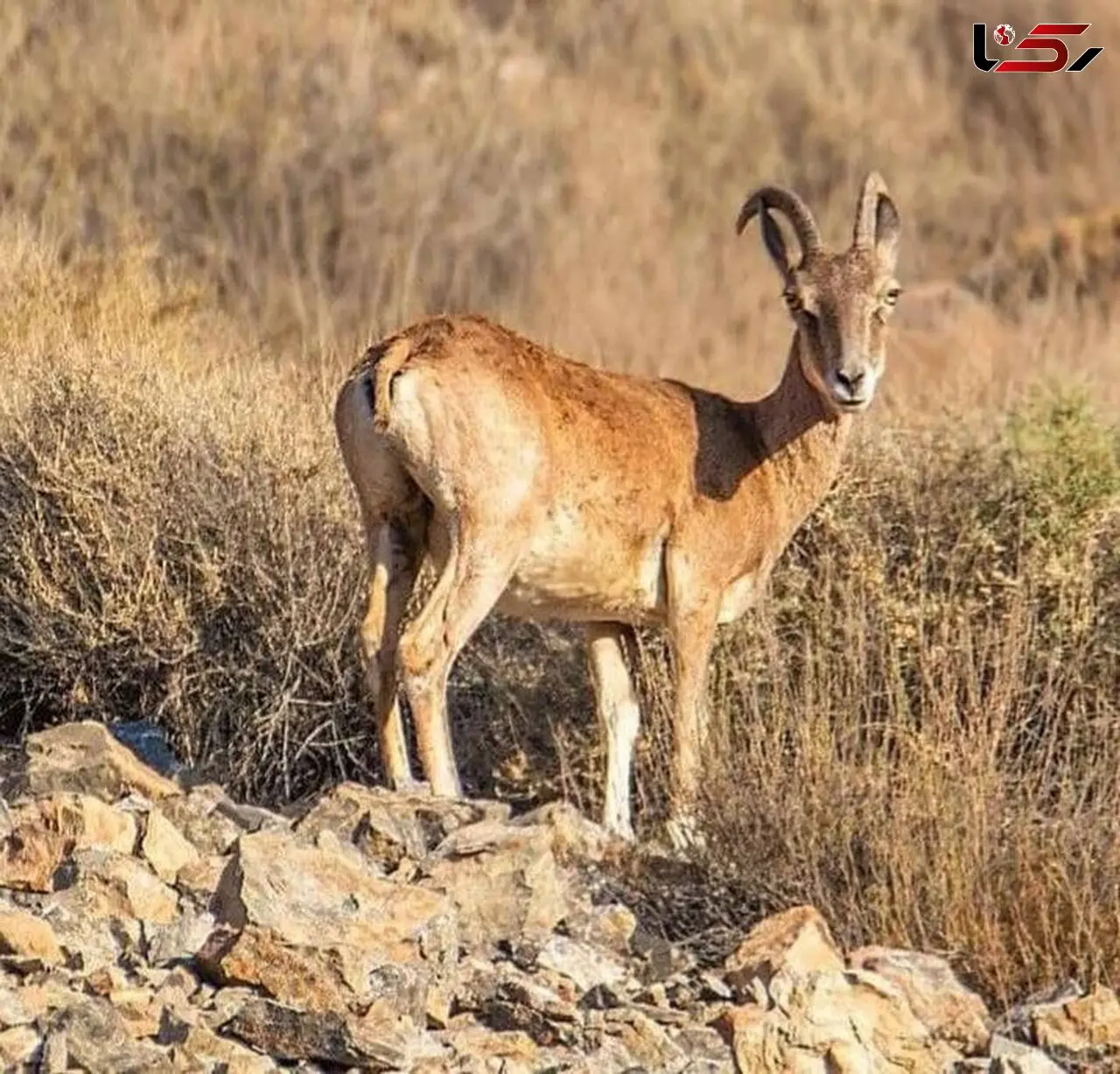 فرار ناکام شکارچیان بی‌رحم میش وحشی در اردستان!/جریمه مالی شکار چقدر است؟