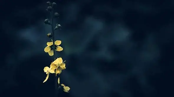 فال و طالع بینی روزانه 8 شهریور / فیلم