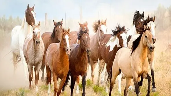 طبیعت زیبای ایسلند و گله اسب ها