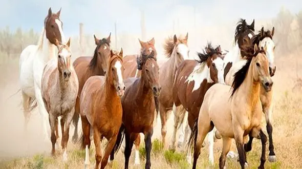 طبیعت زیبای ایسلند و گله اسب ها