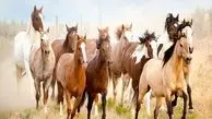 طبیعت زیبای ایسلند و گله اسب ها