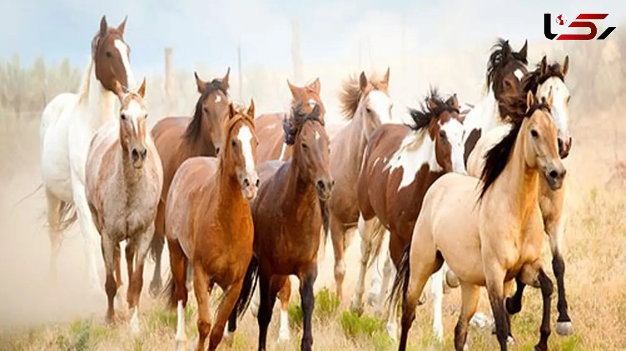طبیعت زیبای ایسلند و گله اسب ها