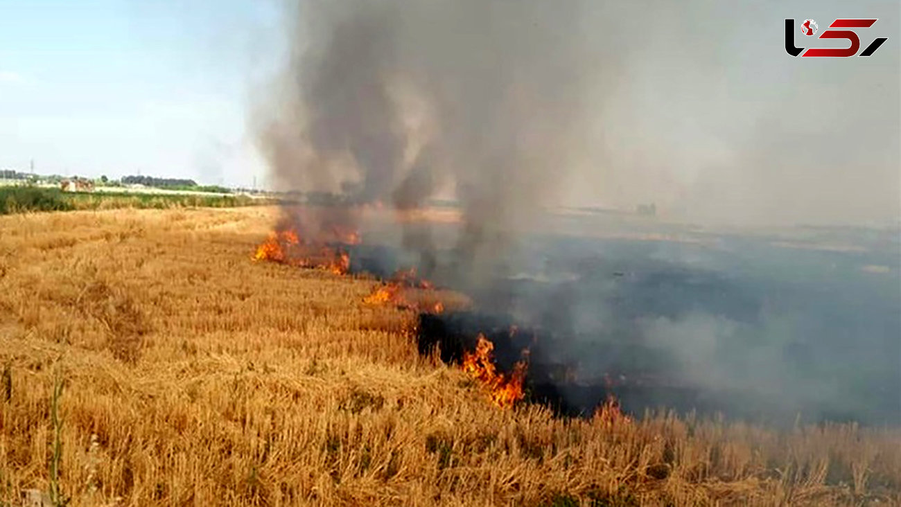 با عاملان آتش سوزی اراضی کشاورزی در اسلامشهر برخورد شد