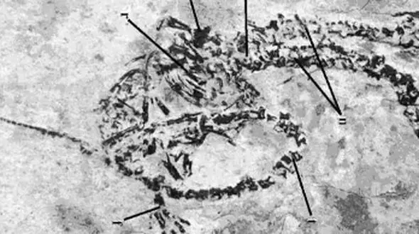 کشف فسیل نادر: اژدهای دوسر افسانه‌ ای واقعیت داشت!