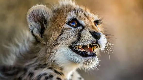 وضعیت سلامت پیروز تغییر موثری نکرده /  پیروز مطالبه گری جدی مردم از محیط زیست را ایجاد کرد/ اعلام آمادگی بخش خصوصی برای تامین دستگاه دیالیز + صوت