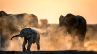عکسی زیبا از دوش گرفتن خانوادگی فیل ها 