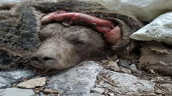 پختن گوشت خرس در مازندران توسط زوج شکارچی/ توله خرس کجاست؟