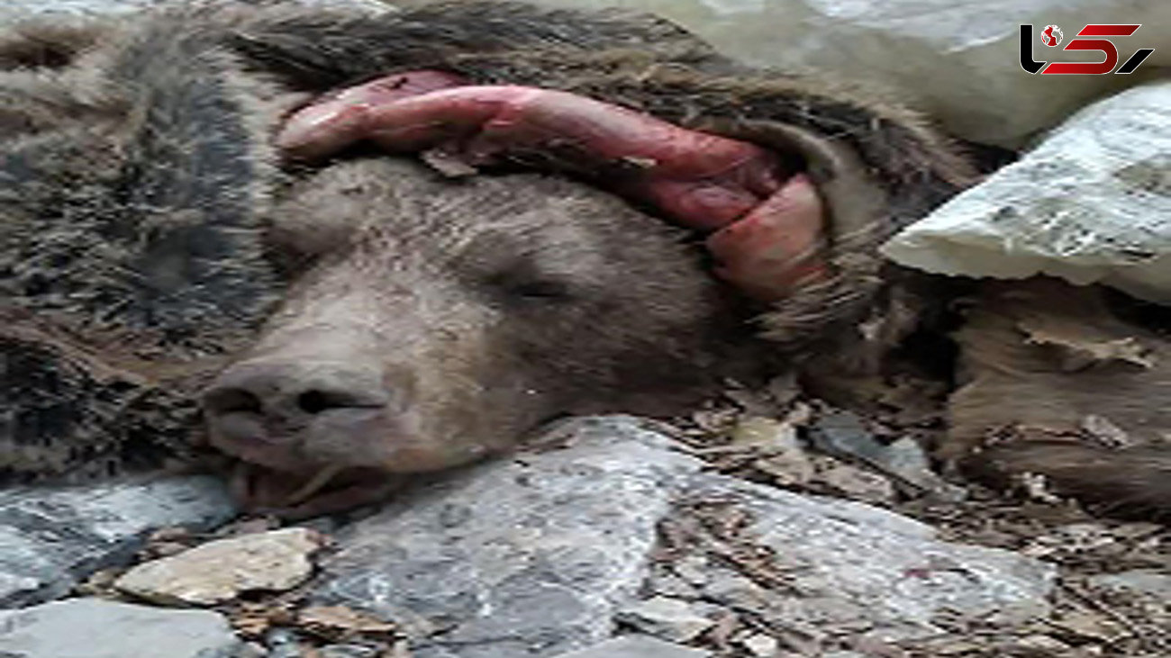 پختن گوشت خرس در مازندران توسط زوج شکارچی/ توله خرس کجاست؟