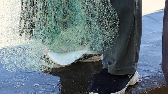 صید این ماهی ممنوع شد!