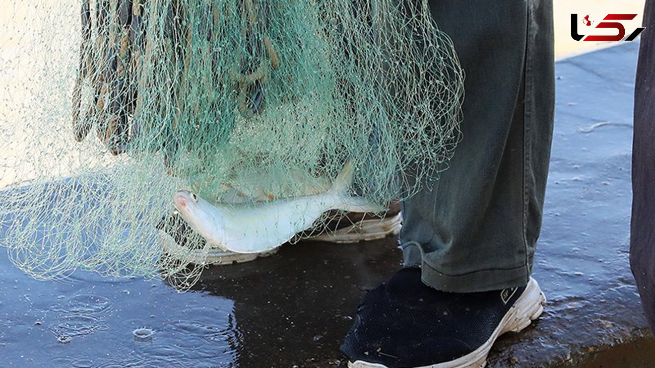 دستگیری متخلف فروش ماهی رودخانه ای در چرداول