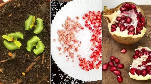 چطور سبزه انار برای عید بکاریم؟ بهترین زمان کاشت و نکات نگهداری آن