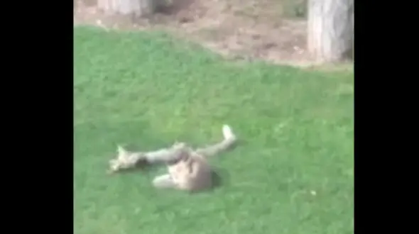 بازی 2 بچه روباه در محوطه صدا و سیما + فیلم