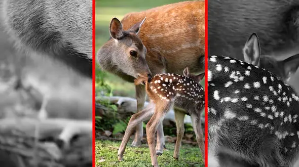 فیلم مراقبت مادرانه آهو از توله ها