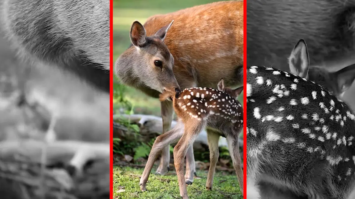 فیلم مراقبت مادرانه آهو از توله ها