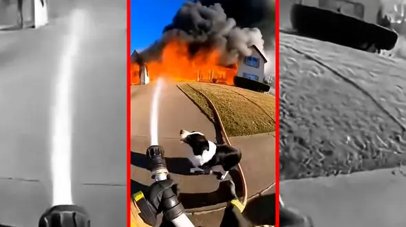 فیلم درخواست کمک سگ برای نجات توله‌ها از آتش