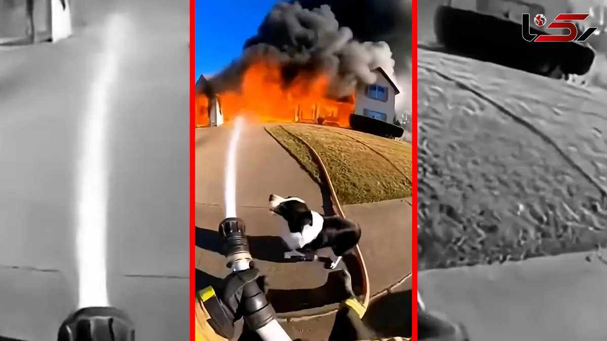 فیلم درخواست کمک سگ برای نجات توله‌ها از آتش