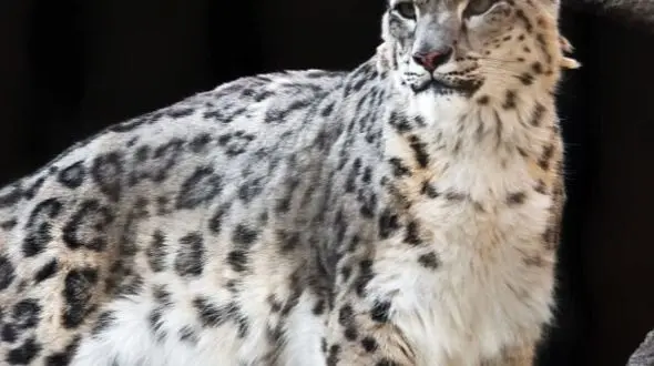 از درگیری گاومیش با کرگدن تا ابهت پلنگ برفی