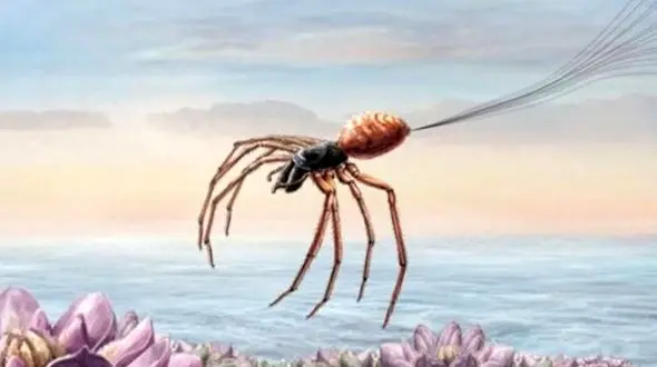 عنکبوت‌ های پرنده؛ کشف راز ترسناک‌ ترین موجودات طبیعت