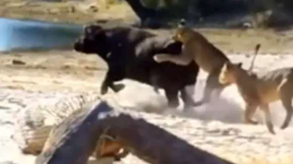 مبارزه بوفالو تنها با گله شیرها برای نجات از مرگ + فیلم و تصاویر