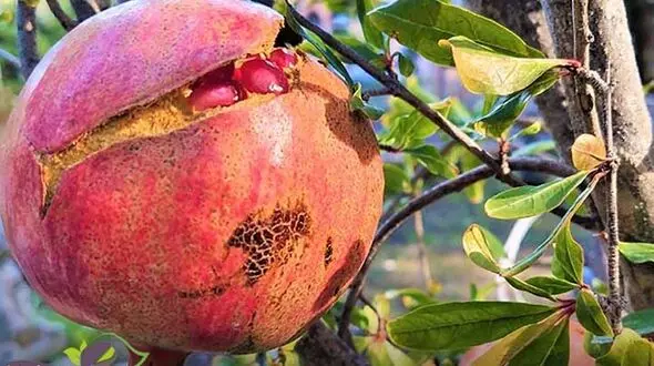 ایران سومین تولیدکننده انار در جهان