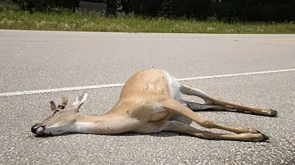 21 تعبیر خواب حیوانات مرده