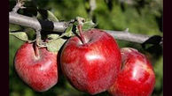 افزایش 30 درصدی عملکرد باغات سیب از طریق تولید نهال‌های برتر به روش کشت بافت
