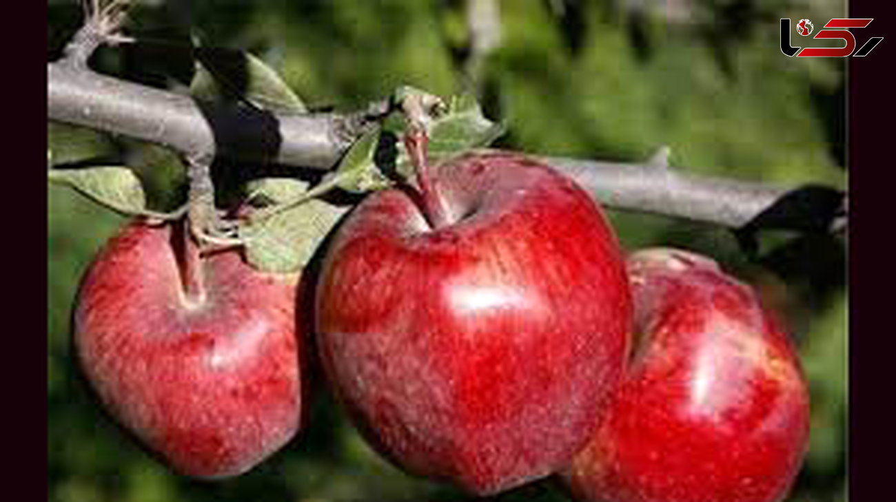 افزایش 30 درصدی عملکرد باغات سیب از طریق تولید نهال‌های برتر به روش کشت بافت
