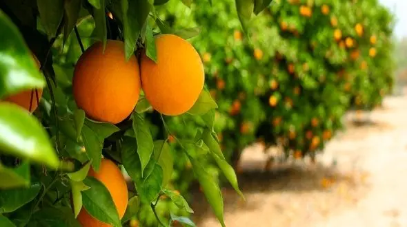 با عطر نارنگی بیماری ها را ضربه فنی کنید