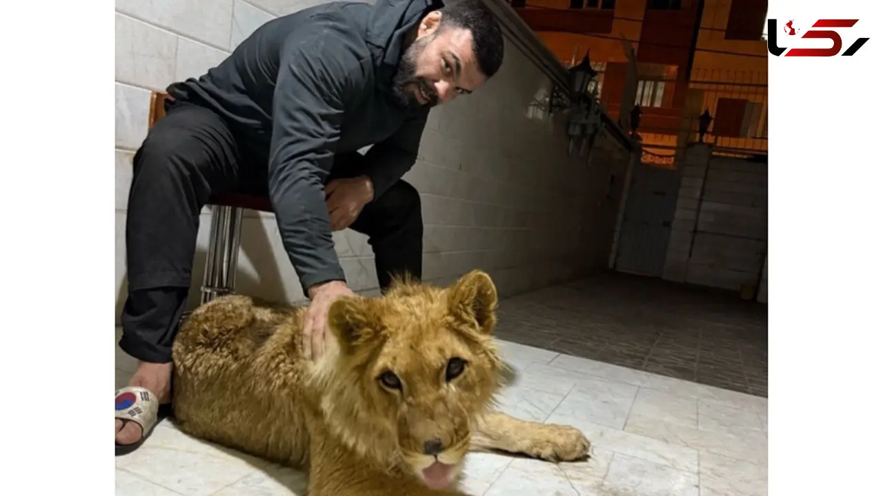 مرگ شیر مصادره شده علی اکبری در باغ وحش ارم / از زندگی پادشاهی نزد قهرمان ایرانی تا مرگ در قفس باغ وحش ! / پاسخ توهین آمیز روابط عمومی ارم به رکنا ....