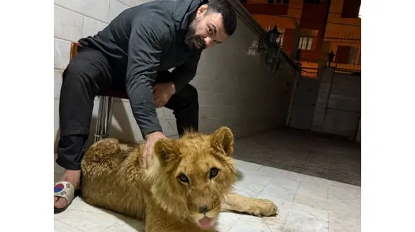 مرگ شیر مصادره شده علی اکبری در باغ وحش ارم / از زندگی پادشاهی نزد قهرمان ایرانی تا مرگ در قفس باغ وحش ! / پاسخ توهین آمیز روابط عمومی ارم به رکنا ....