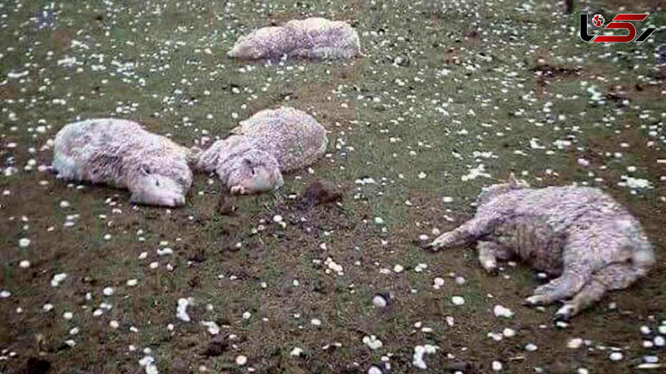مرگ گوسفندان زیر تگرگ شدید + عکس تلخ