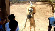 بازی جذاب و جالب چند پسر بچه با شیر +فیلم