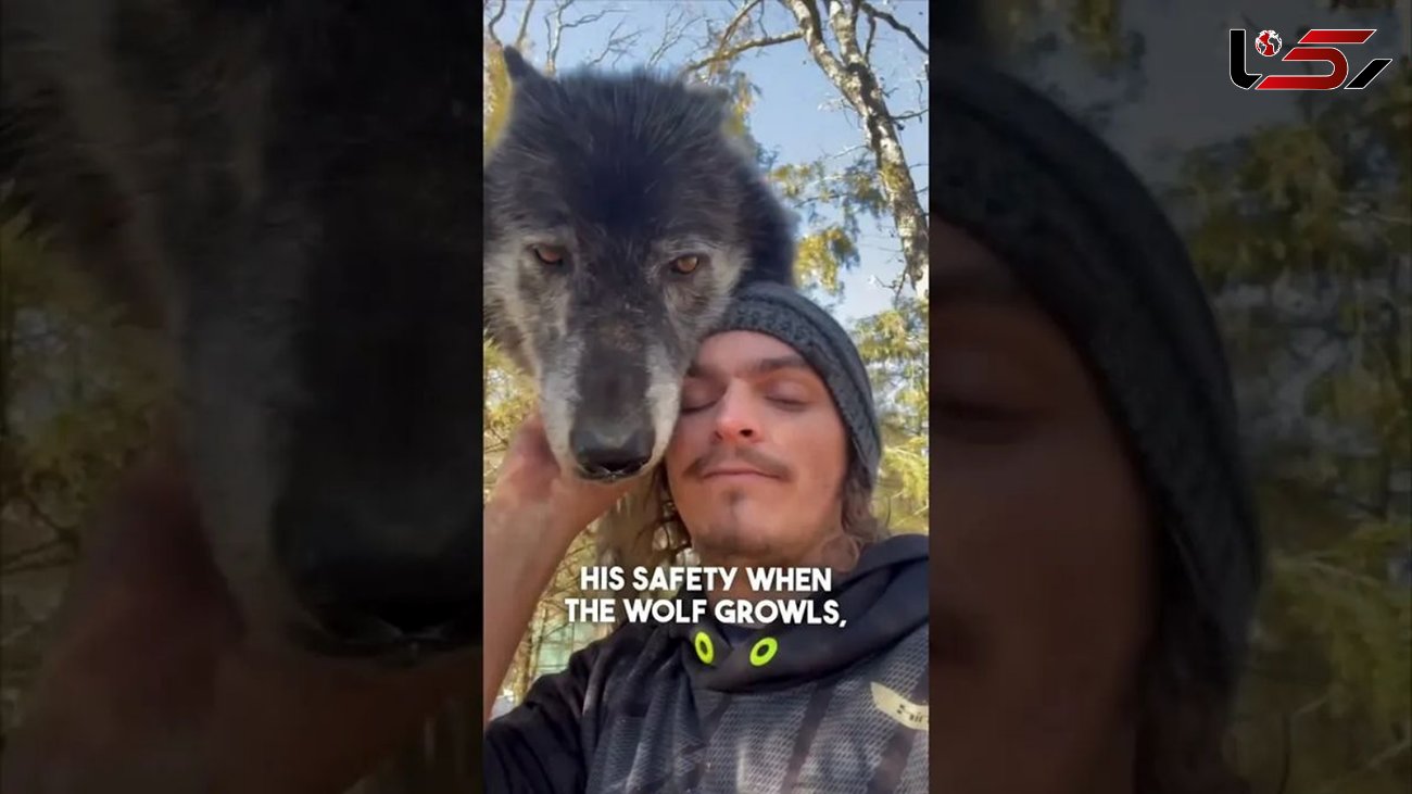 فیلم/ رابطه احساسی این مرد جوان با یک گرگ؛ وقتی گرگ حیوان خانگی می شود 