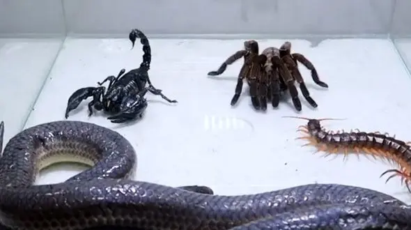 فیلم نبرد نفس گیر مار و عقرب سیاه؛ راز بقا با صحنه های مهیج حیات وحش