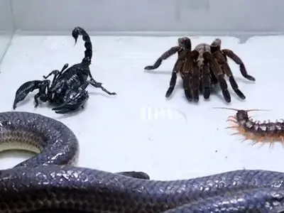 فیلم نبرد نفس گیر مار و عقرب سیاه؛ راز بقا با صحنه های مهیج حیات وحش